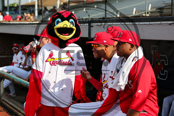 Greeneville Reds vs Johnson City Cardinals July 1, 2019